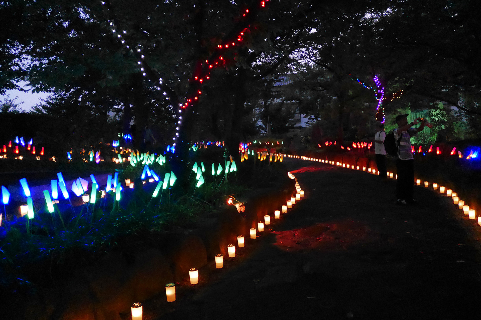 ほの灯り金剛寺2025